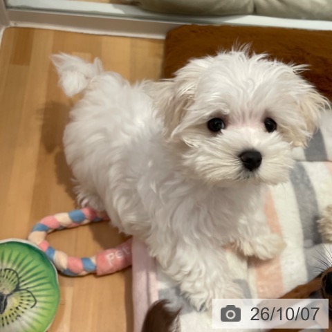 愛知県のマルチーズ (ペットプラス 名古屋茶屋店/2026年7月13日生まれ/男の子/ホワイト)の子犬の3枚目の画像