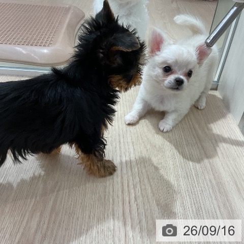 チワワの写真