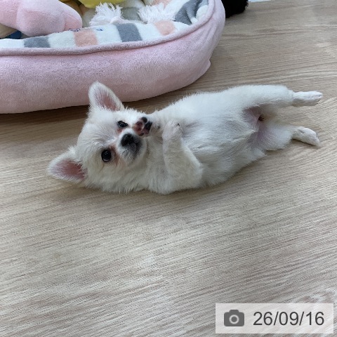 チワワの写真