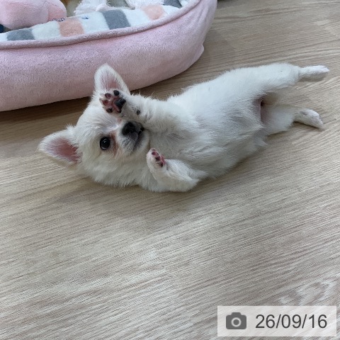 チワワの写真