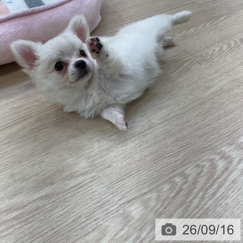 チワワの写真