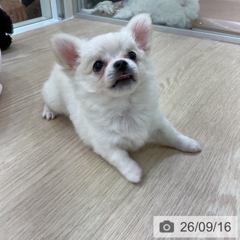 チワワの写真