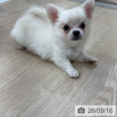 チワワの写真