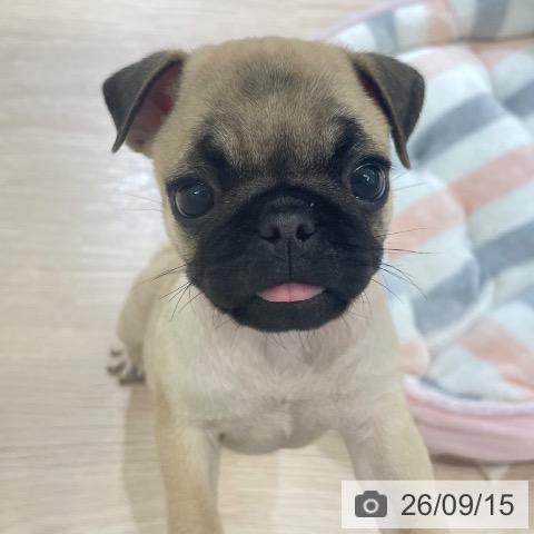 パグの写真