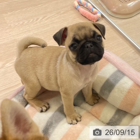 パグの写真