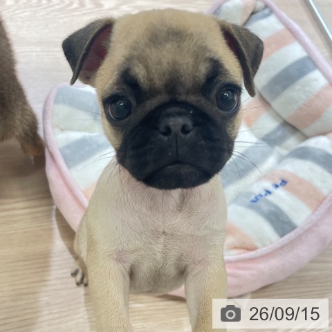 パグの写真