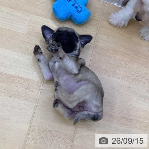 パグの写真