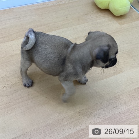 パグの写真