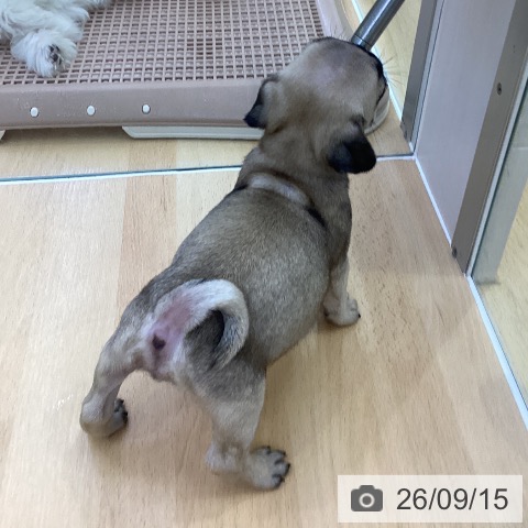 パグの写真