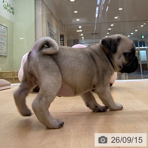 パグの写真