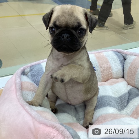 パグの写真
