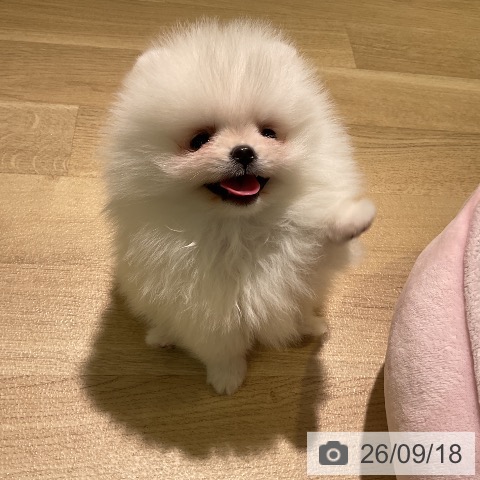愛知県のポメラニアン (ペットプラス 岡崎店/2026年7月16日生まれ/男の子/ホワイト)の子犬の4枚目の画像