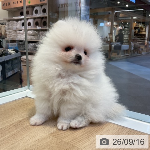愛知県のポメラニアン (ペットプラス 岡崎店/2026年7月16日生まれ/男の子/ホワイト)の子犬の3枚目の画像