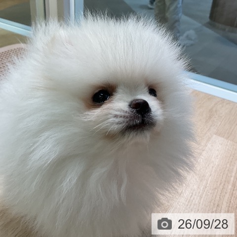 愛知県のポメラニアン (ペットプラス 岡崎店/2026年7月16日生まれ/男の子/ホワイト)の子犬の3枚目の画像