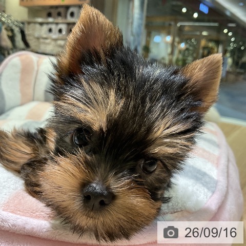 愛知県のヨークシャーテリア (ペットプラス 岡崎店/2026年7月16日生まれ/女の子/スチールブルータン)の子犬の3枚目の画像