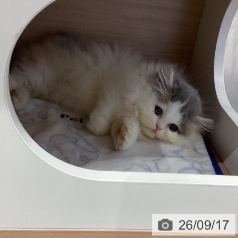 ミヌエットの写真