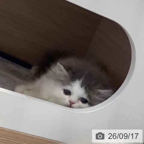 ミヌエットの写真