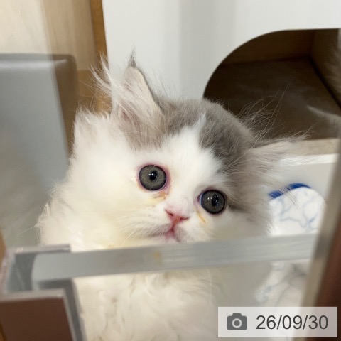 岐阜県のミヌエット (ペットプラス 各務原店/2026年7月13日生まれ/男の子/ブルータビーホワイト)の子猫の4枚目の画像