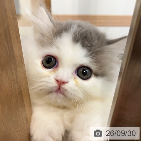 岐阜県のミヌエット (ペットプラス 各務原店/2026年7月13日生まれ/男の子/ブルータビーホワイト)の子猫の3枚目の画像