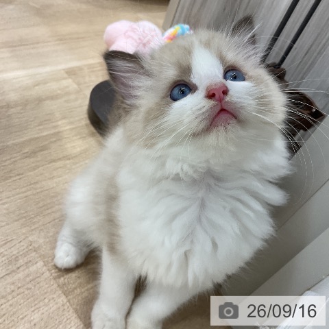 ラグドールの写真