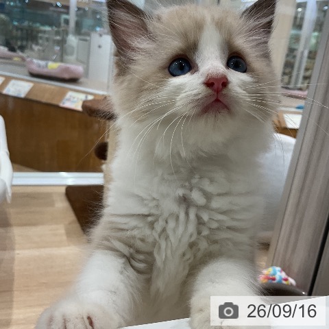 ラグドールの写真