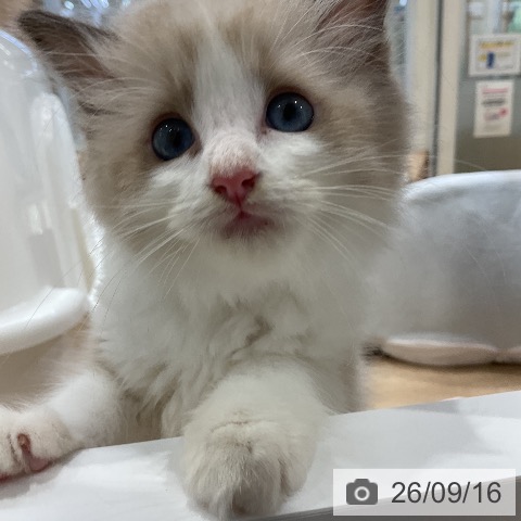 ラグドールの写真