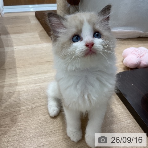ラグドールの写真