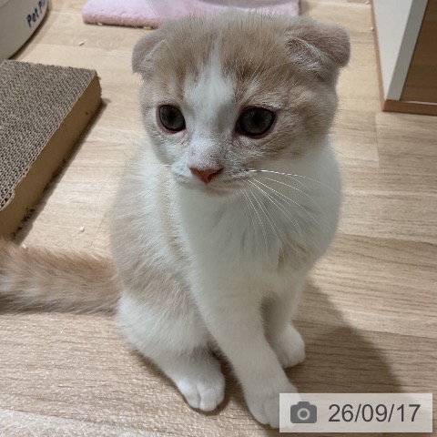 三重県のスコティッシュフォールド (ペットプラス 鈴鹿店/2026年7月4日生まれ/男の子/クリームタビーホワイト)の子猫の4枚目の画像