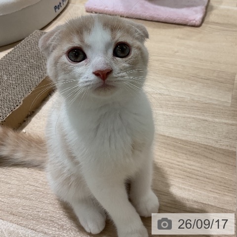 三重県のスコティッシュフォールド (ペットプラス 鈴鹿店/2026年7月4日生まれ/男の子/クリームタビーホワイト)の子猫の3枚目の画像