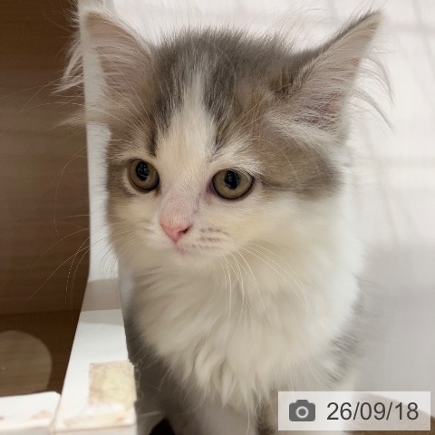 岐阜県のサイベリアン (ペットプラス 各務原店/2026年7月9日生まれ/女の子/ブルーホワイト)の子猫の3枚目の画像