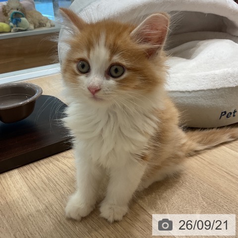 サイベリアンの写真