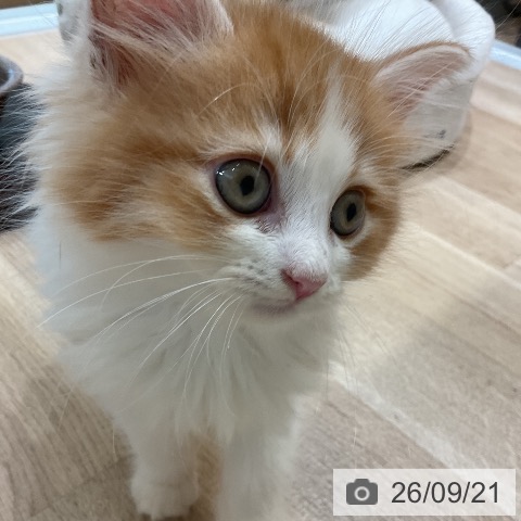 サイベリアンの写真