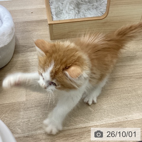 サイベリアンの写真