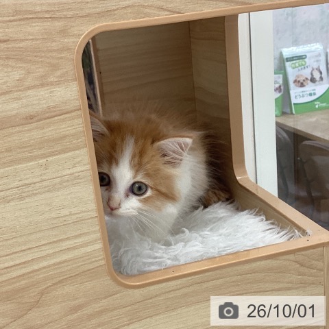 サイベリアンの写真