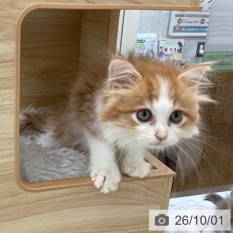 サイベリアンの写真