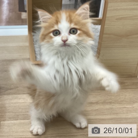 サイベリアンの写真