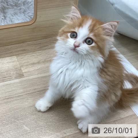 サイベリアンの写真