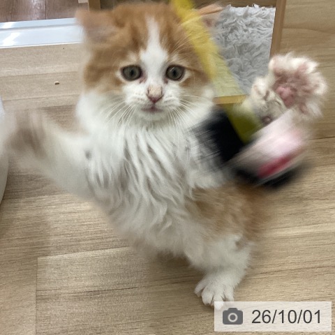 サイベリアンの写真
