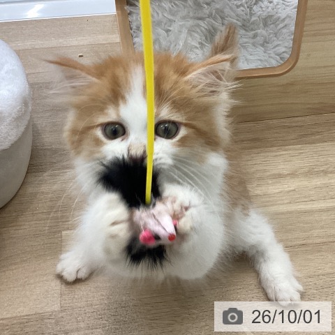 サイベリアンの写真