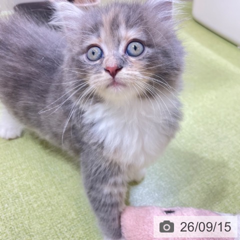 サイベリアンの写真