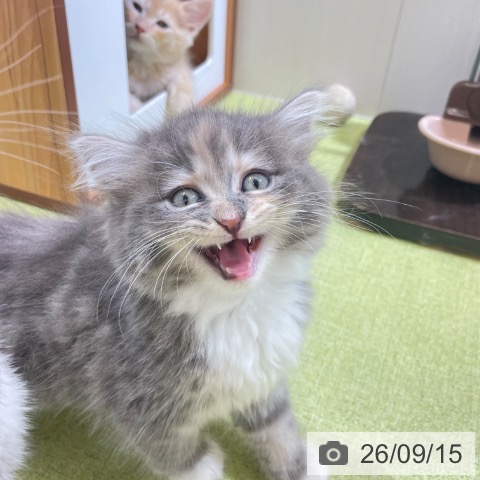 サイベリアンの写真