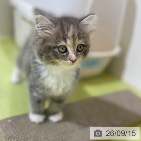 サイベリアンの写真