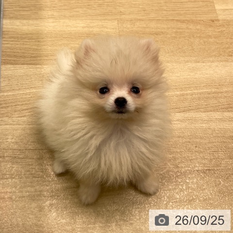 愛知県のポメラニアン (ペットプラス 則武新町店/2026年7月17日生まれ/女の子/クリーム)の子犬の4枚目の画像