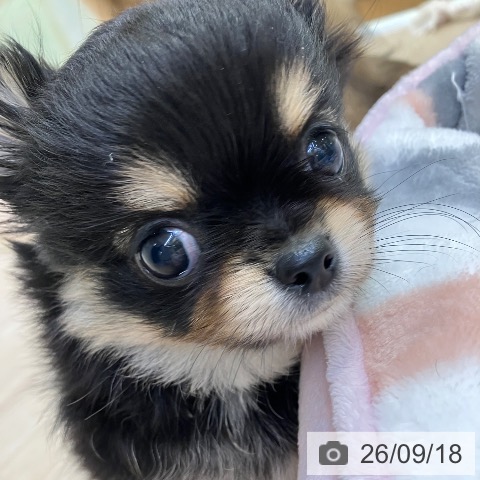 チワワの写真