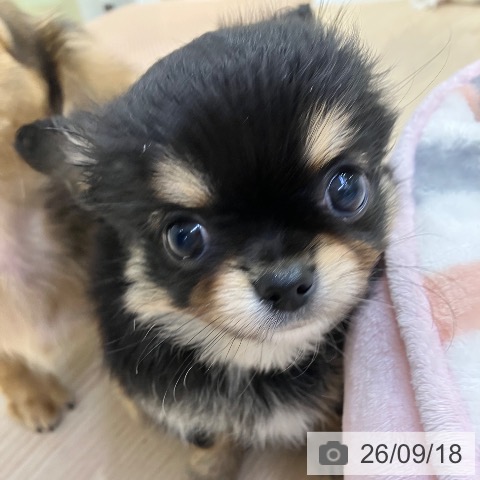 チワワの写真