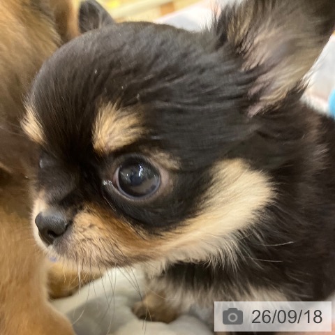 チワワの写真