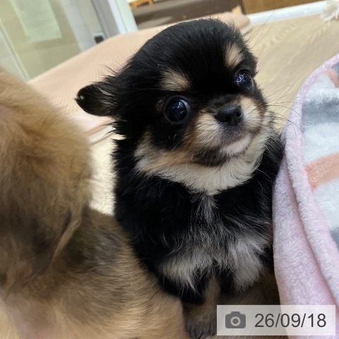チワワの写真