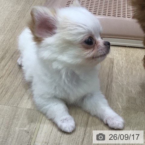 チワワの写真