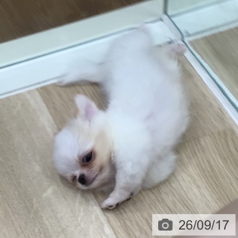 チワワの写真