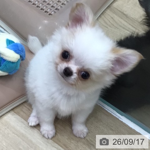 チワワの写真